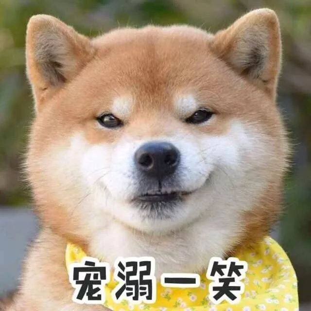 狗狗可是非常有 撩对象经验呢