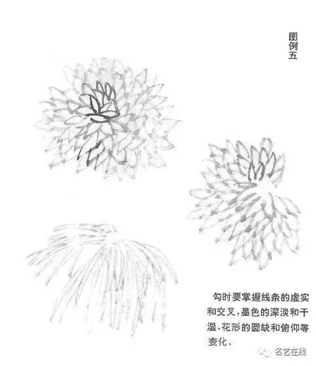 国画技法:菊花的画法