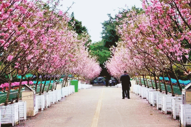 地点:东山寺 门票:免费 看点 03 2018观澜湖樱花节 春节期间约上千株