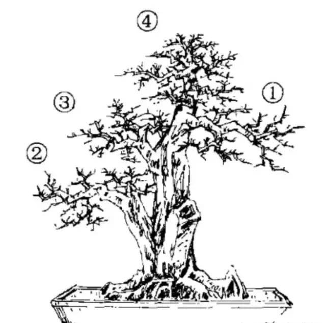 单干大树型盆景造型技法