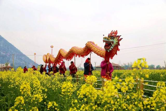 位于北环路新福港景区的油菜花已经盛开,各种迎春活动也正在上演,就等