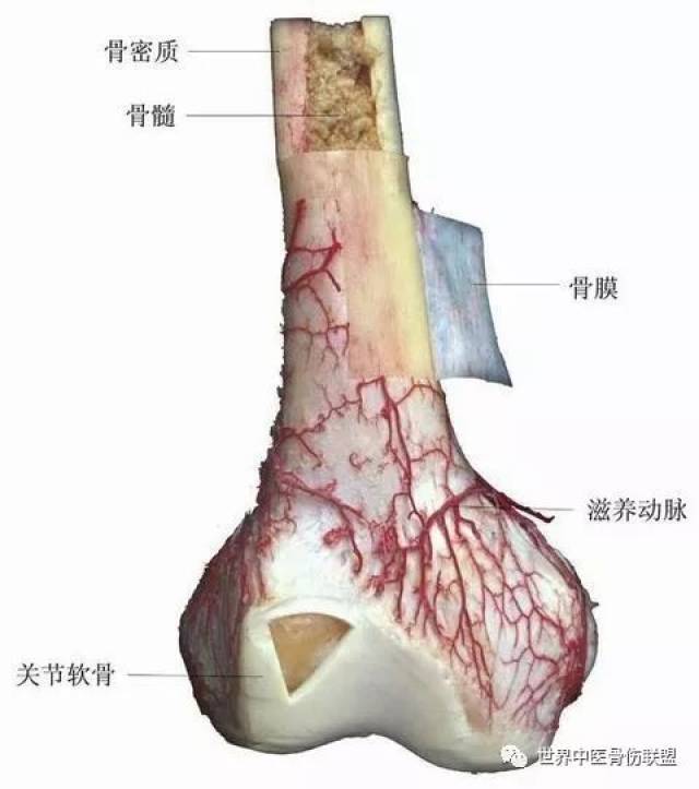 骨的构造