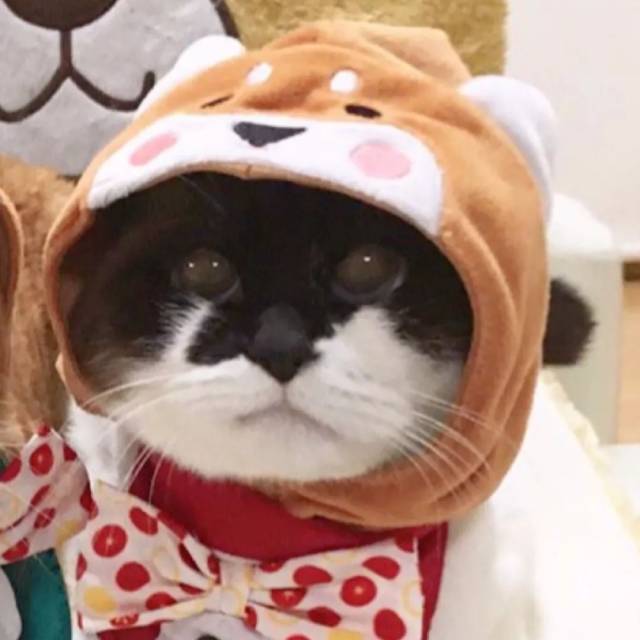 小猫咪可爱视频超萌喵星人 df405c1587474a47ad35db4f303bc82a.jpeg