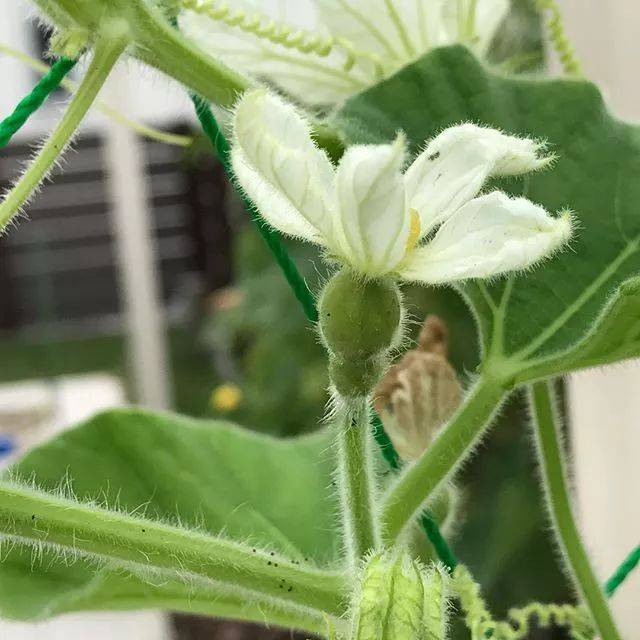 葫芦花是 雌雄同株的 单性花,雌花和雄花都是白色的,不过也不难区分