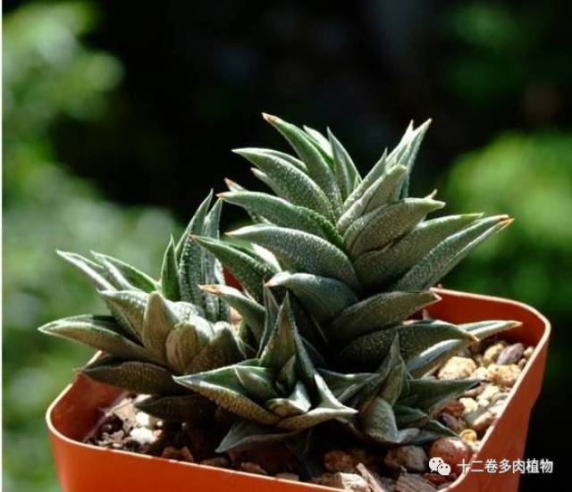 深度好文丨硬叶十二卷图谱—条纹十二卷!