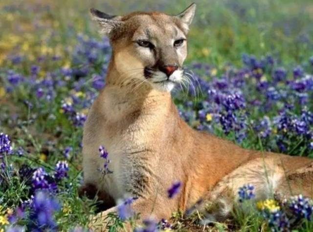 这美丽的大猫在美国东部, 是世界上最濒危的哺乳动物之一.