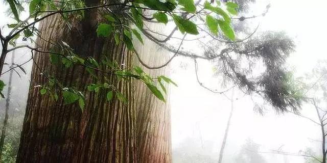 春节上海周边去哪玩?这些地方开车就能去!