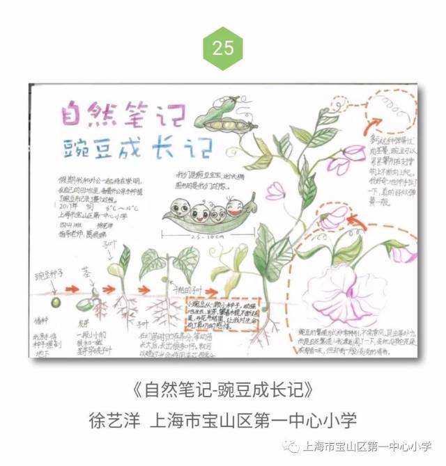 全国自然笔记比赛,一中心小学有两幅作品已经入围(整个宝山区只有三