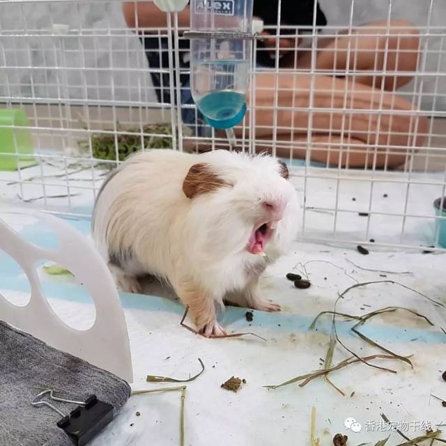5招搞定荷兰猪爱咬笼子!
