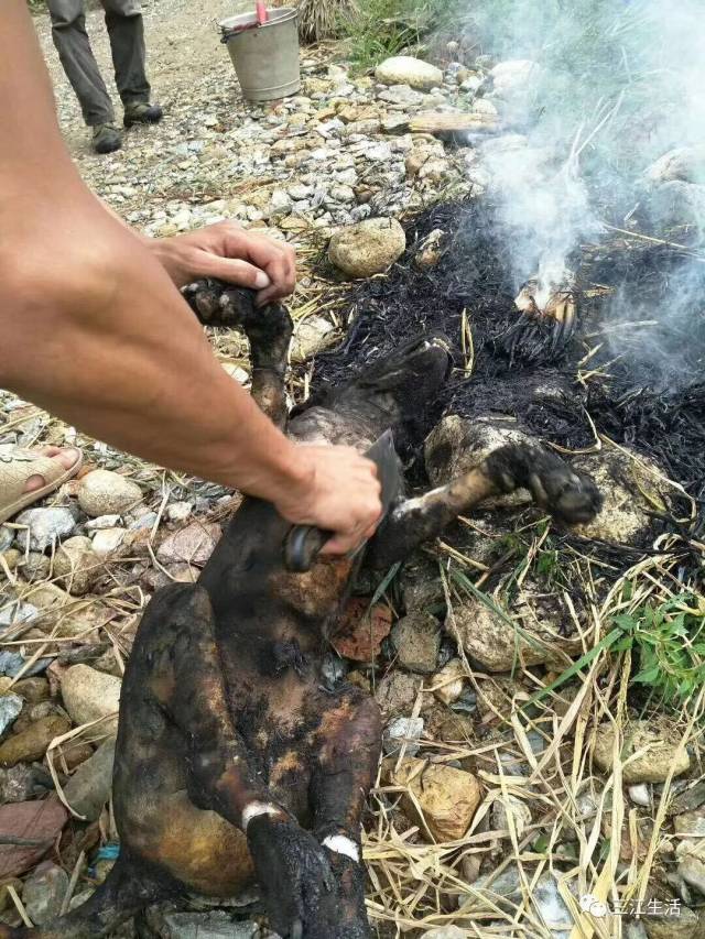 本店 稻香狗肉选用的是农家放养的土狗,用 稻草烧净皮毛后剁成小块