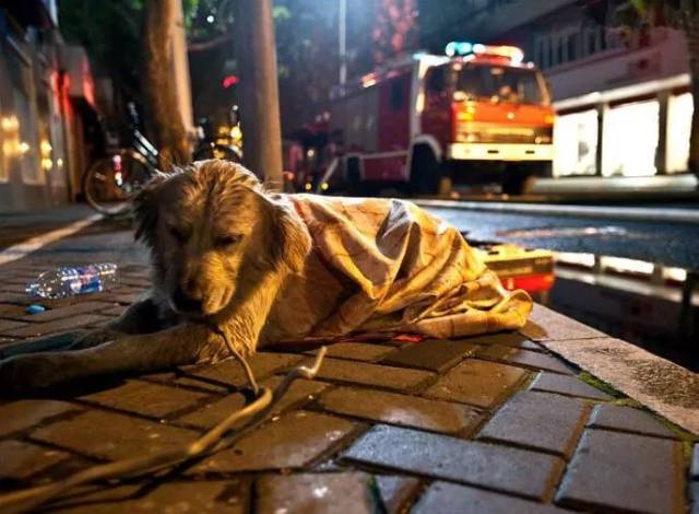 镜头下6个催人泪下的忠犬故事,令人心酸,你能忍到第几