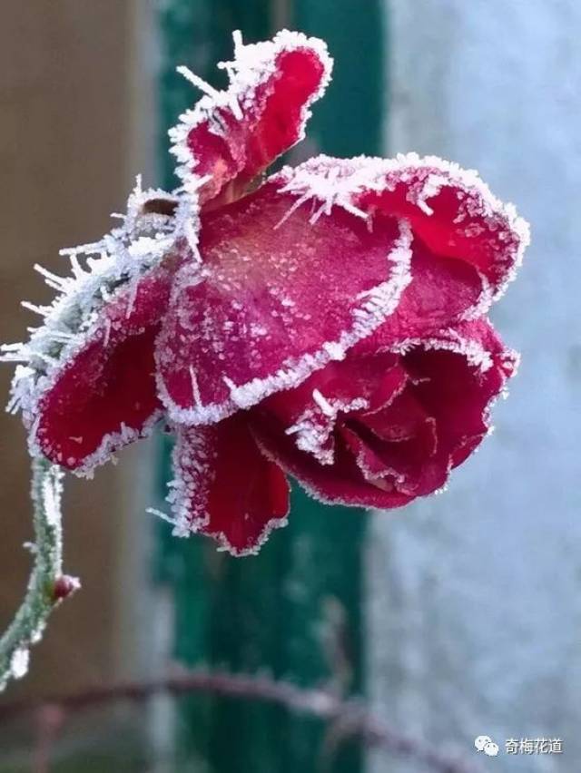 无与伦比的美丽,雪中花景楚楚动人