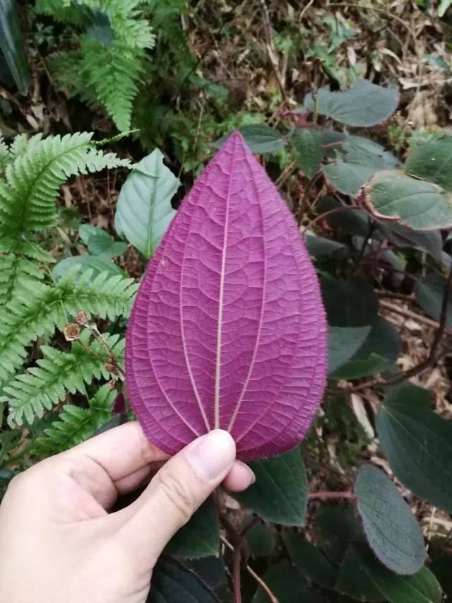 药用,观赏植物 长叶轮钟草 cyclocodonlancifolius 苍南新记录 叶底红