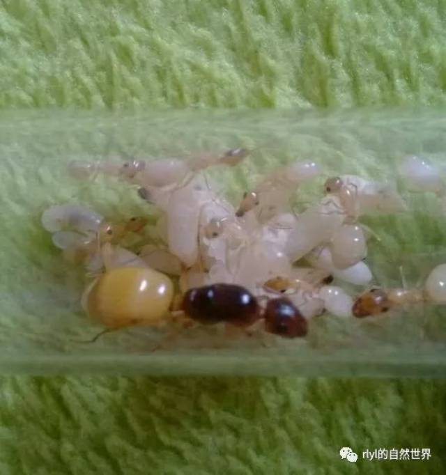 首先蚂蚁的一生为:卵→幼虫→蛹/茧→成虫(工蚁/兵蚁/繁殖蚁)中亚弓背