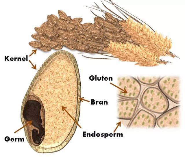 姿势 | 欧美饮食届新宠,\