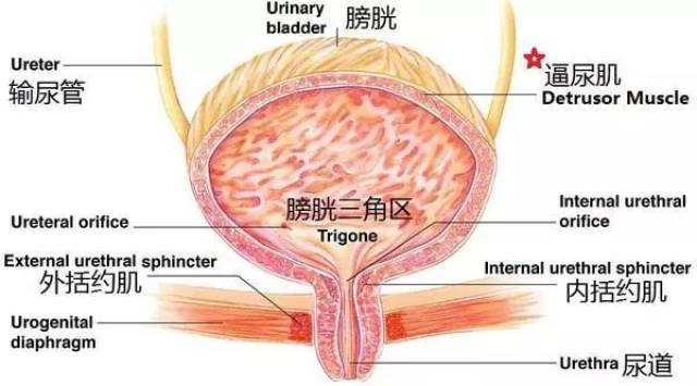 "改善膀胱逼尿肌功能"在治疗bph中的重要性