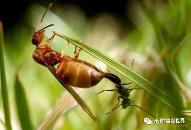 首先蚂蚁的一生为:卵→幼虫→蛹/茧→成虫(工蚁/兵蚁/繁殖蚁)