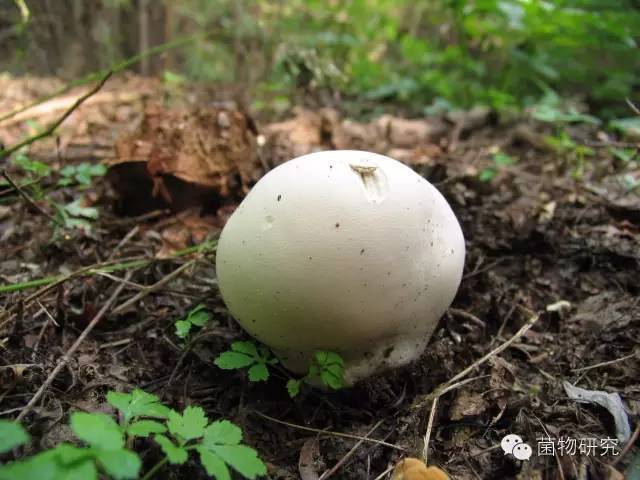 多彩的蘑菇世界:东北常见野生药用菌