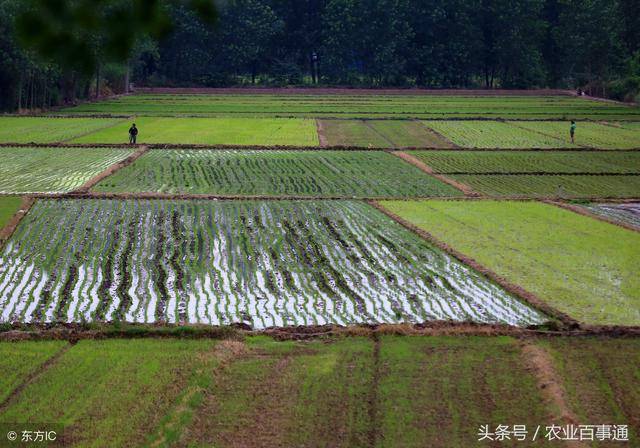 一亩地大概能产多少斤水稻