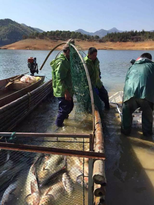 东风水库野生大头鱼!快点来带走!