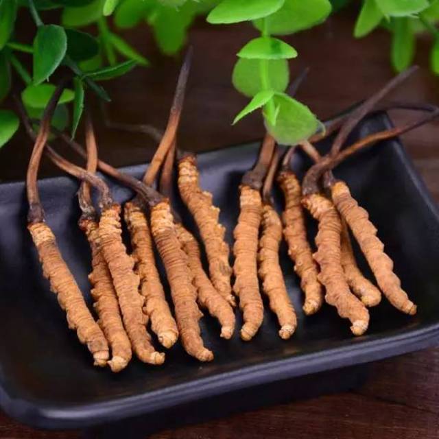 冬虫夏草什么时候吃最好?服用虫草必须掌握"度"