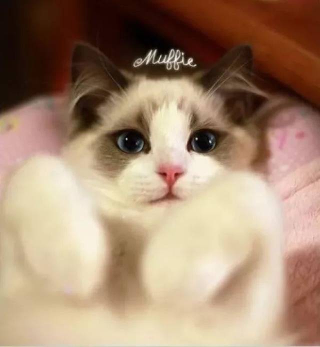 听|睡前故事《公主的猫》