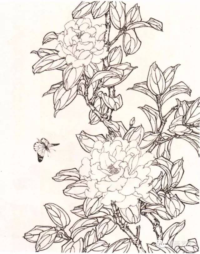 工笔茶花画法及线描画谱