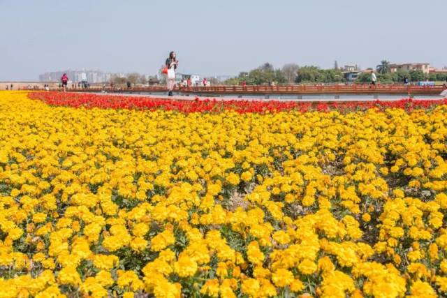 广州130亩花海首次开放!600万株郁金香,格桑花.