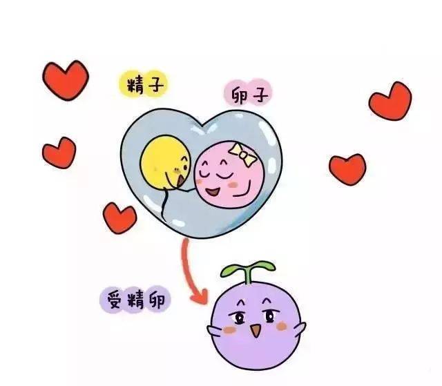 【孕育科普】好不容易怀个孕,为啥又会流产?