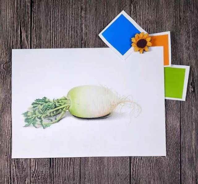彩铅教程 | 《白萝卜写生》,白萝卜的画法(构图及上色),了解叶子的
