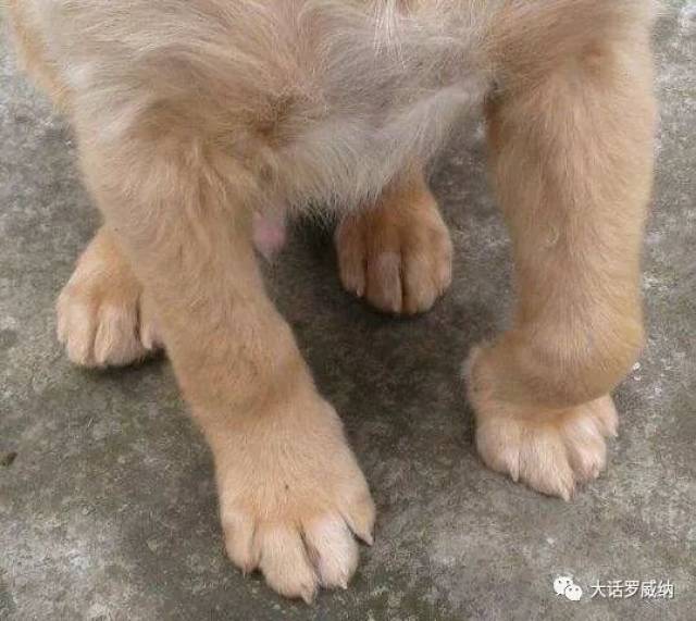 关于犬佝偻病