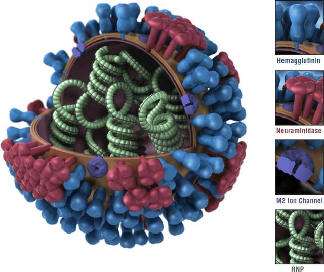 禽流感病毒的电子显微镜扫描图像 来源 prnewsfoto/zygote media