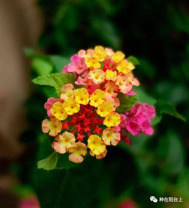 终年花开不败的五色梅,明明色彩斑斓,花语却是"我心不