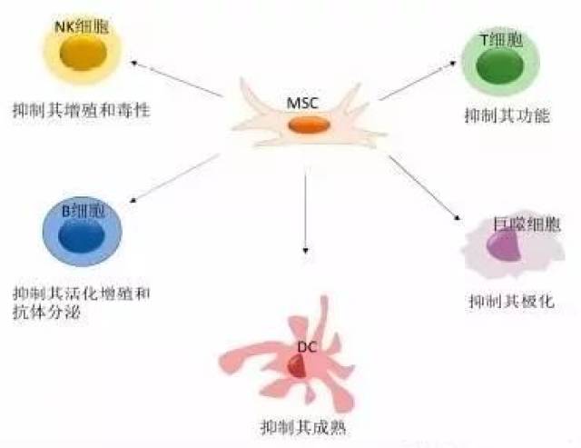 间充质干细胞的"后半生:免疫调节