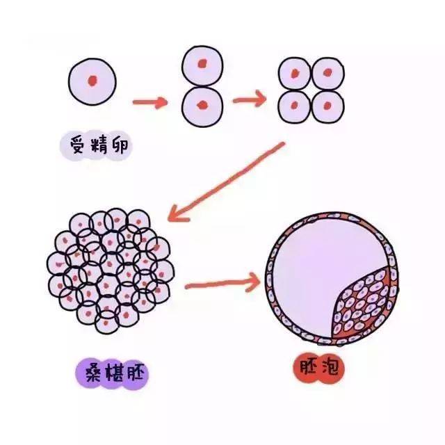 移动的过程中 受精卵会不断分裂增殖 到达子宫时就变成了小胚泡