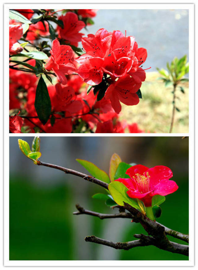 「暗香」诗词里的中国十大名花