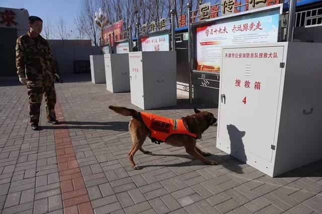 搜救犬拜大年~天津消防搜救犬祝您狗年旺旺旺!