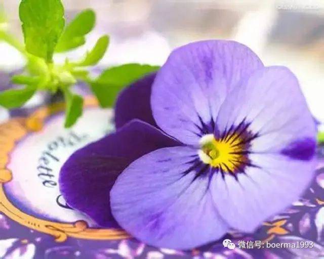 [紫色三色堇]--有着紫色花瓣的三色堇,花语是"沉默不语",属性暗.