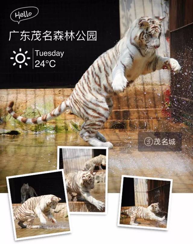 2018春节!带你游不一样的茂名森林公园,国家4a级的旅游景区