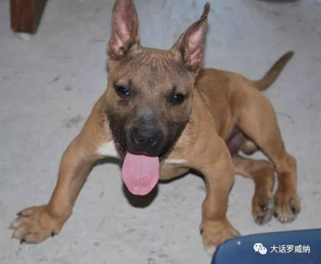 关于犬佝偻病