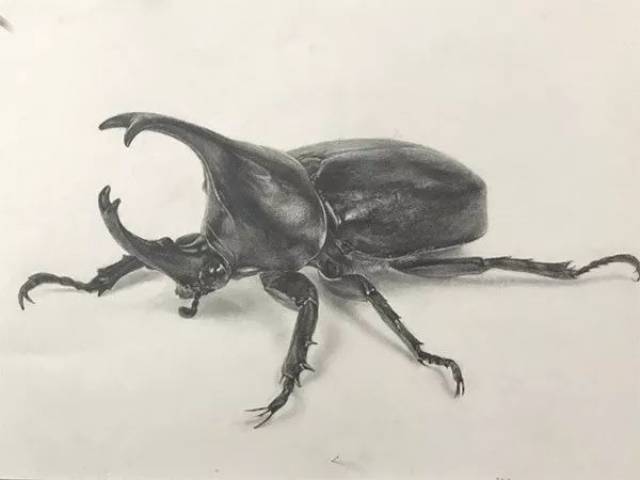 夏明亚老师点评:这张固有色为黑色的精微素描利用体积空间关系很好的