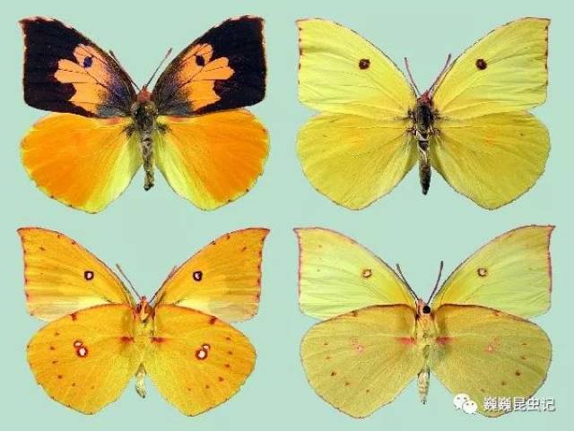 【虫心未泯】狗年话狗虫