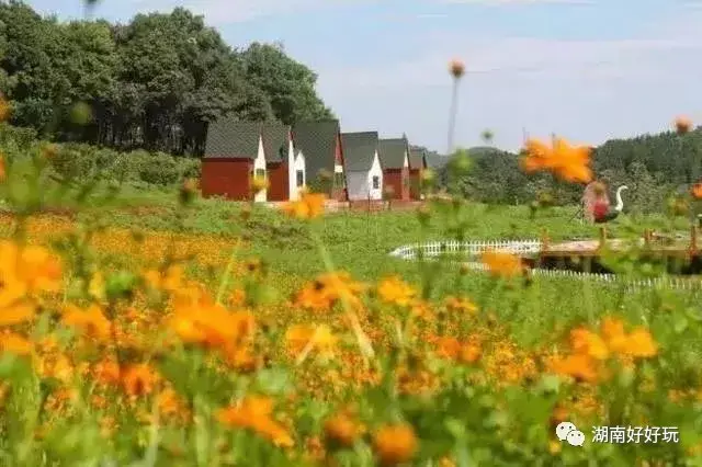 衡阳百万花海