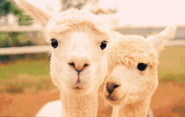 对象约你过情人节,你妈喊你回家吃饭.怎么办?