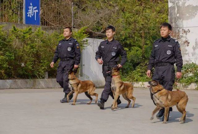 【与汪有缘】警犬与它们的训导员