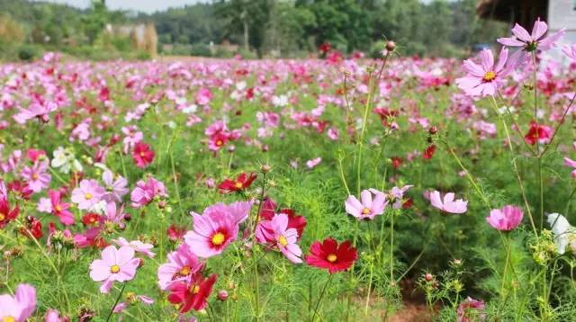 2018成都赏花时间表出炉!够你惊艳一整年