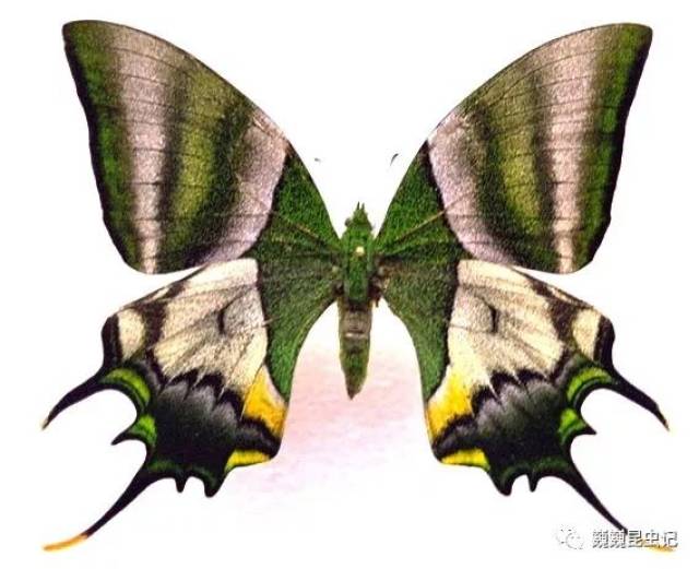 【虫心未泯】狗年话狗虫