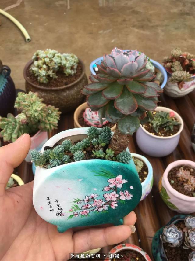三生三世十里桃花