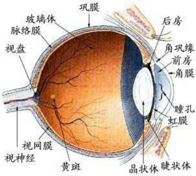 装修操作出意外,铁钉入眼险情生 --------记2018年伊始眼科一眼球穿通