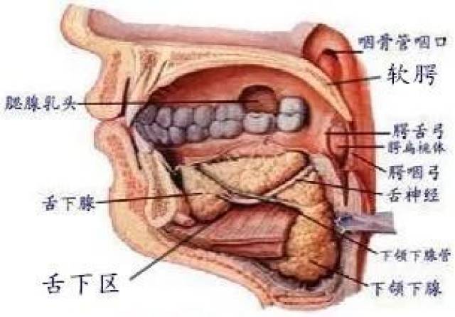 其中一个区域就是晨晨受伤的 舌下区,舌下区位于舌头和口底黏膜下面